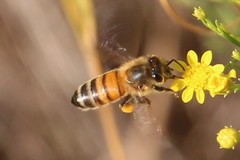 Apis mellifera