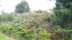 Hypolepis sparsisora