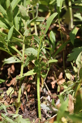 Botrychium crenulatum
