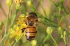 Apis mellifera