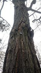Robinia pseudoacacia