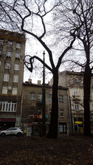 Robinia pseudoacacia