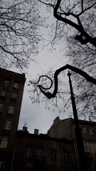 Robinia pseudoacacia