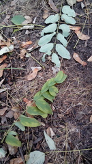 Robinia pseudoacacia