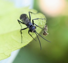 Agenioideus sericeus