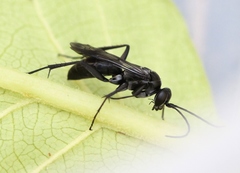 Agenioideus sericeus