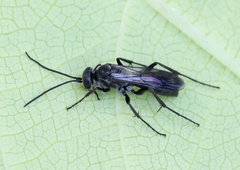Agenioideus sericeus