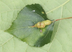 Pemphigus phenax