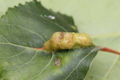 Pemphigus phenax