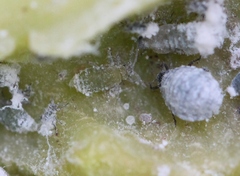 Pemphigus phenax