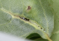 Pemphigus phenax
