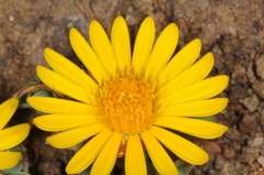 Chaetanthera glabrata