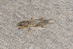 Gryllotalpa africana
