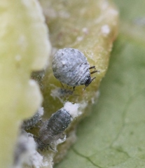 Pemphigus phenax