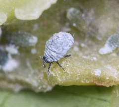 Pemphigus phenax