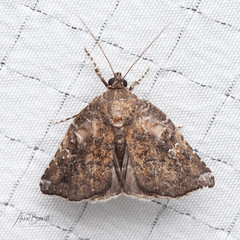 Amyna bullula