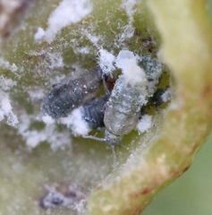 Pemphigus phenax