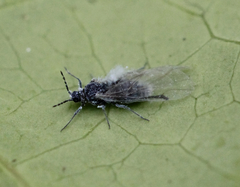Pemphigus phenax