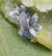 Pemphigus phenax