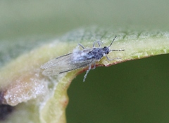 Pemphigus phenax