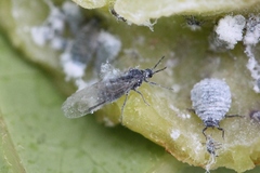 Pemphigus phenax