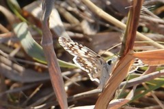 Lepidoptera