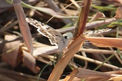 Lepidoptera