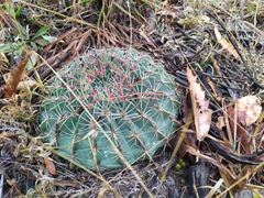 Ferocactus macrodiscus macrodiscus