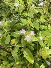 Richardia grandiflora