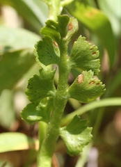 Botrychium crenulatum