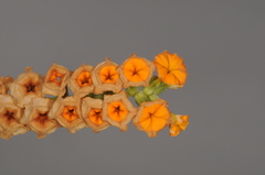 Heliotropium linariifolium