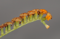 Heliotropium linariifolium