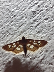 Phostria