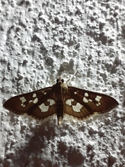 Phostria