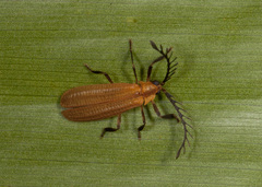 Calocladon testaceum