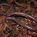 Sao Paulo Caecilian - Photo (c) Henrique C. Costa, some rights reserved (CC BY-NC), uploaded by Henrique C. Costa