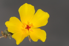 Balbisia peduncularis