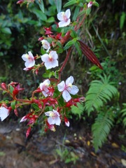 Monochaetum floribundum