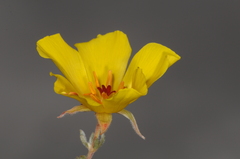 Balbisia peduncularis