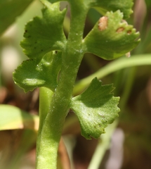 Botrychium crenulatum