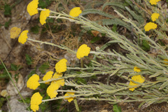 Achillea coarctata