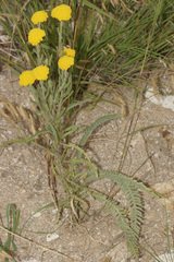 Achillea coarctata