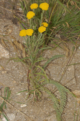 Achillea coarctata