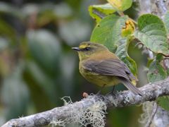 Silvicultrix diadema