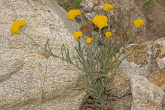 Achillea coarctata