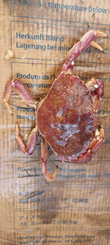 Atlantic Rock Crab, Barrington, NS, Canada, photo 6 of 10