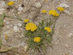 Achillea coarctata