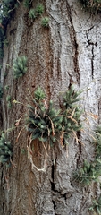 Tillandsia tricholepis