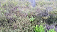 Helichrysum foetidum