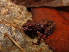 Ischnocnema verrucosa